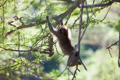 Preview: Baboon In The Forest Of Lake Nakuru National Park, Tanzania