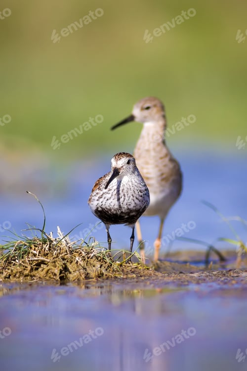 Preview: Water Birds. Colorful Nature Background. Bird: Dunlin Calidris Alpina.
