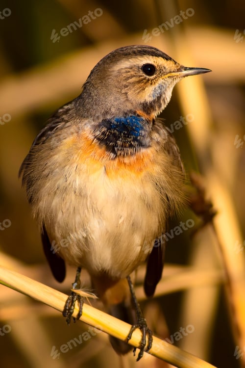 Preview: Cute Bird. Colorful Natural Background. Bird: Common Bird Bluethroat. Luscinia Svecica.