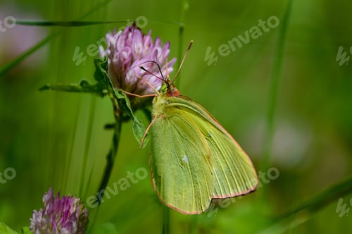 Preview: Closeup Of Beautiful Purple Red Colored Flowers With Blur Background Nature