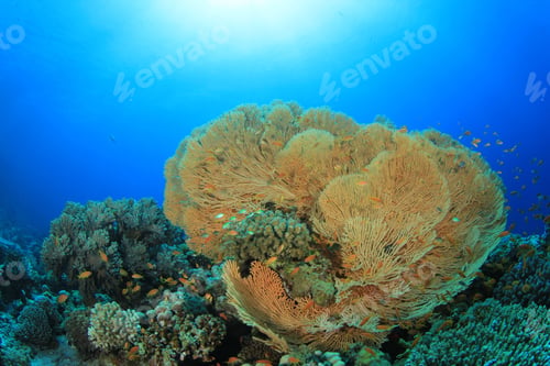Preview: Gorgonian Fan Coral On A Reef In The Red Sea