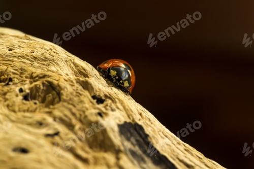 Preview: Cute Red Ladybird. Yellow Tree Body And Dark Natural Background. Macro Photography.