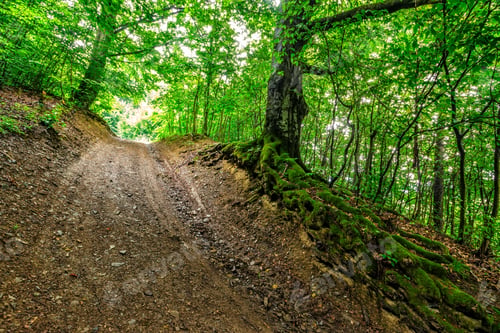 Preview: Trail Through Deep Green And Ancient Forest