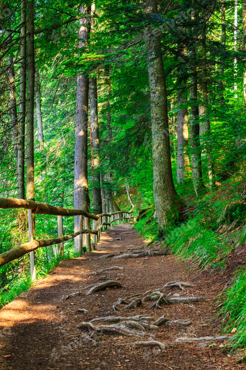 Preview: Narrow Mountain Path In A Coniferous Forest. Small Wooden Fence Near The Slope Of The Path. Tree