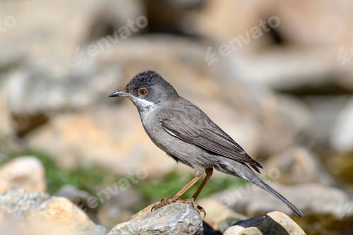 Preview: Cute Bird. Natural Background. Bird: Ruppell'S Warbler. Sylvia Rueppelli.