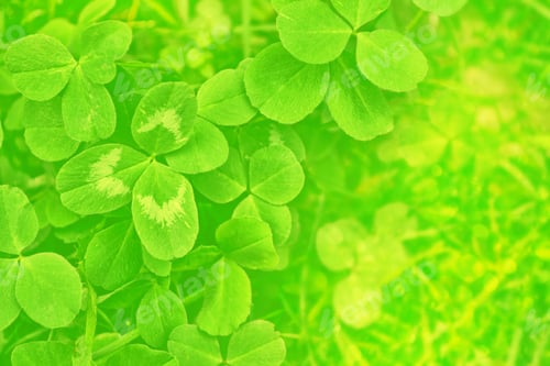 Preview: Green Clover Leaves On A Background Summer Landscape