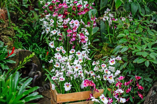 Preview: Flowers. Phalaenopsis Orchids (Moth Orchids). Beautiful Flowers Used As Household Plants.