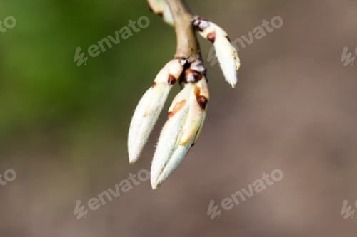 Preview: Light Green Leaves On Dark Green, Natural Background