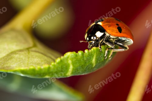 Preview: Cute Red Ladybird. Green Red Nature Background. Macro Photography.