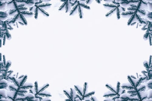 Preview: Frozen Winter Forest With Snow Covered Trees. White Pine Branch.