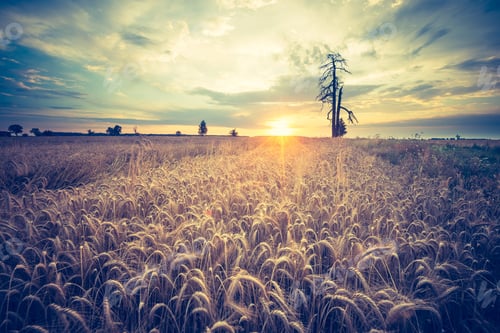 Preview: Vintage Photo Of Agricultural Cereal Field In Summer