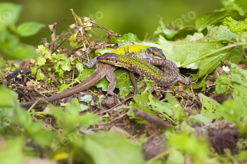 Preview: Lizards. Green Forest Background. Molting Lizards.