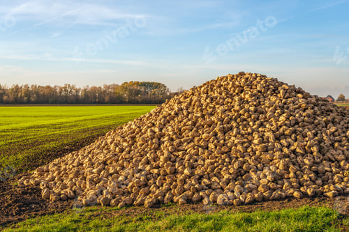 Preview: Large Heap Of Harvested Sugar Beets Waiting For Transport To The Sugar Factory. On The Field, The