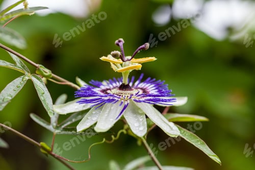 Preview: Passion Flower (Passiflora Incarnata) With Details