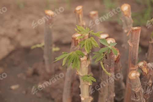 Preview: Nature Food Close Up - Photography Of Bright Green Manioc Leafs And Brown Tuberous Etable Roots