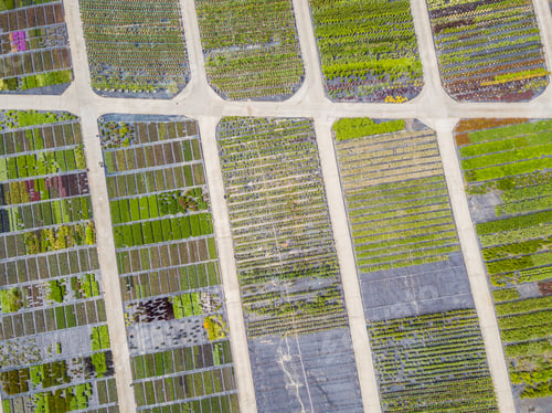 Preview: Aerial View Of Rows Of Cultivated Young Plants In Plant Nursery