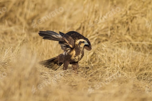 Preview: Wild Bird. Bird: Western Marsh Harrier. Yellow Nature Background.