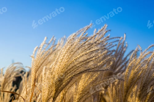 Preview: Chinese Silver Grass, Maiden Grass, Miscanthus Chinese, Miscanthus Sinensis Illuminated By Soft