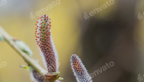 Preview: Catkin On A Tree