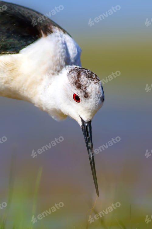 Preview: Common Water Bird Portrait. Colorful Natural Background. Bird: Black Winged Stilt. Himantopus