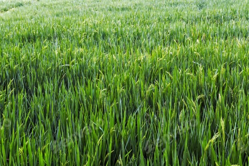Preview: Green Agricultural Land Rice Fields, Terraces, Plantation, Farm.