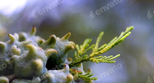 Preview: Incense Cedar Tree Calocedrus Decurrens Branch Close Up.