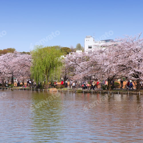 Preview: Tokyo, Japan - Cherry Blossoms (Sakura) At Famous Ueno Park.