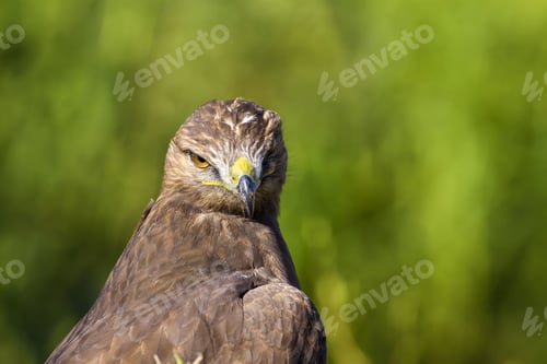 Preview: Bird Of Prey. Green Nature Background. Bird: Long Legged Buzzard. Buteo Rufinus.