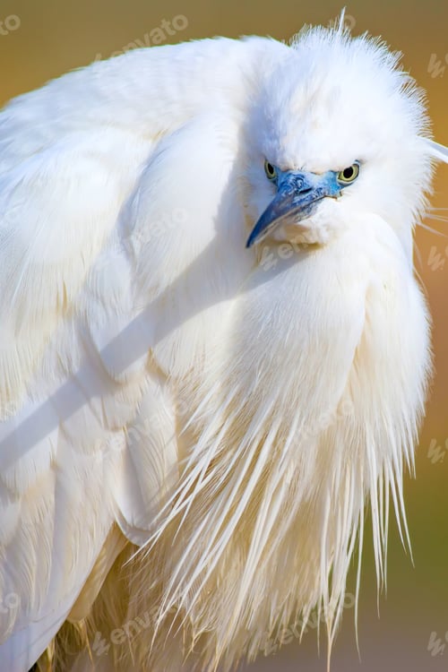 Preview: Cute White Bird. Heron. Nature Background.