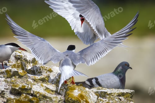 Preview: Cute Bird Tern. Bird Nest. Bird Mating Common Tern Sterna Hirundo