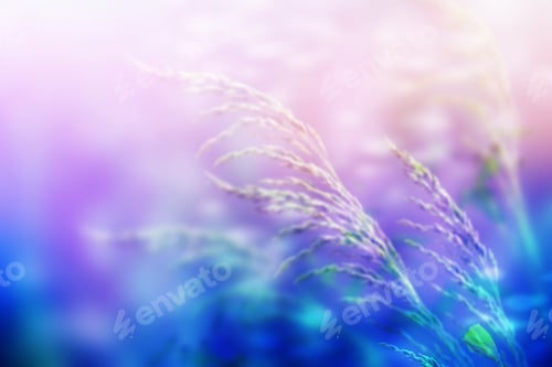 Preview: Blurred Image Of Grass. Summer Colorful Abstract Background.