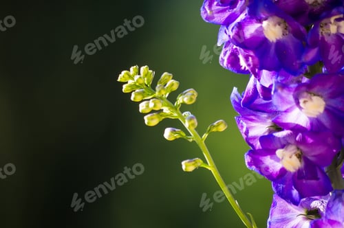 Preview: A Bouquet Of Bright Spring Flowers Of Various Types