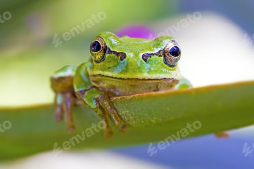 Preview: Cute Tree Frog Green Nature Background