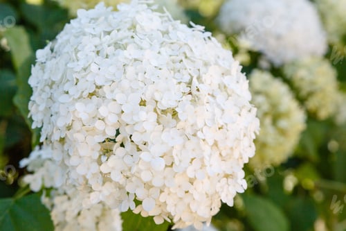 Preview: Hydrangea Tree With White Spherical Inflorescences. Beautiful White Hydrangea Flowers In Summer