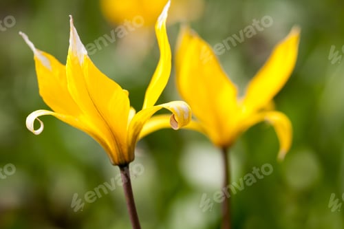 Preview: Yellow Wild Tulip (Bieberstein Tulip) In Its Natural Habitat