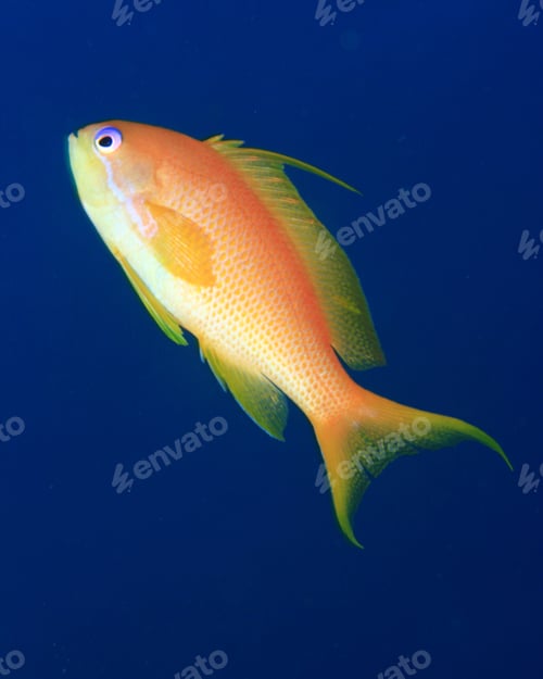 Preview: Jewell Fairy Basslet On A Blue Water Background