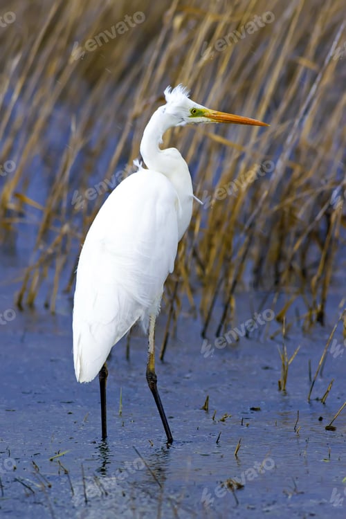 Preview: Rainy Weather And Big White Heron. Blue Yellow Nature Habitat Background. Heron: Great Egret. Ardea