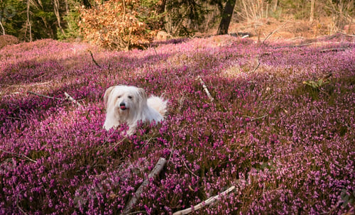 Preview: White Dog Playing In The Spring Flowers