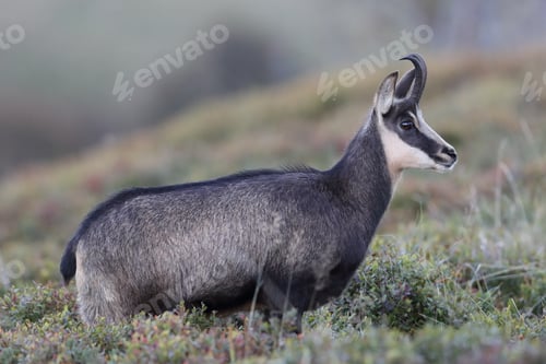 Preview: Chamois (Rupicapra Rupicapra) Vosges Mountains, France