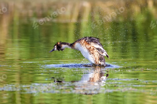 Preview: Cute Water Bird. Great Crested Grebe. Blue Green Water Background. Bird: Great Crested Grebe