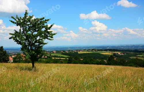 Preview: Lonely Tree On A Meadow Summer Landscape