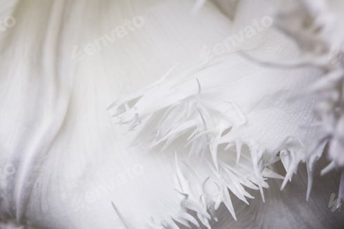 Preview: White, Beautiful Tulip With Details