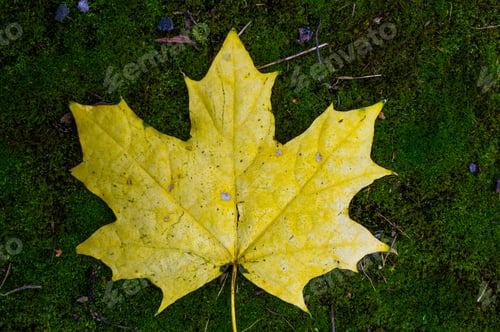 Preview: Autumn Yellow Maple Leaf On Green Moss, Close Up