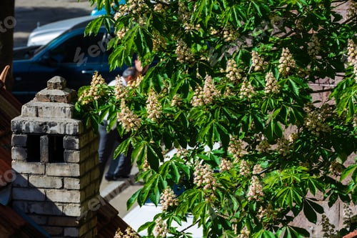 Preview: Aesculus Hippocastanum (Horse Chestnut) Flowers