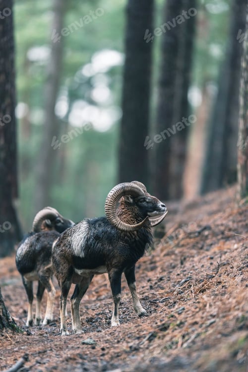 Preview: Mouflon Males On Slope In Hilly Pine Forest.