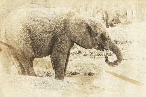 Preview: Vanishing Africa: Vintage Style Image Of A Young Elephant In The Hlane Royal National Park