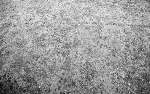 Preview: Moss On The Ground, Detail Of Green Vegetation, Textured Background