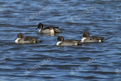 Preview: Northern Pintail Ducks Wintering At Bosque Del Apache National Wildlife Refuge In New Mexico