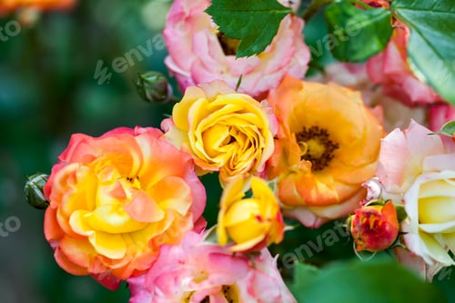 Preview: Colorful, Beautiful, Delicate Rose With Details