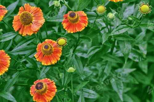 Preview: Bright Rudbeckia Flowers On A Background Of The Summer Landscape.